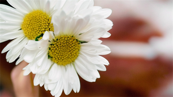 北京海葬补贴4000在哪儿领取-2